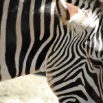 如何在365足球平台上提升你的足球投注体验 309fi5